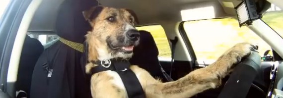 犬が車を運転できるだと！運転技術をマスターした“賢い”ワンコが話題
