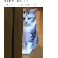 マチコさん（@machi570）家のお猫さん