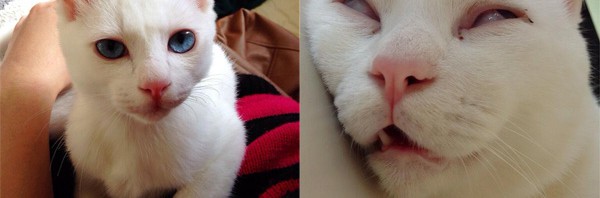 起きてる時は「超美形」なのに寝ると「超壮絶寝顔」になってしまうネコ