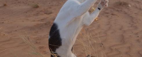 砂漠でただ一匹シャドーボクシングに励む猫