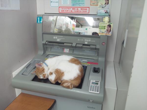 銀行ATMを猫が占拠！？昼前で賑わうATMコーナーが一瞬でほっこり
