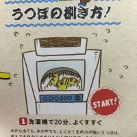 うつぼを洗濯機に入れるらしい　（ｃ）高知県