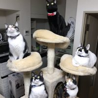 天井をじっと見る「五猫神」