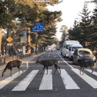 奈良で「鹿のビートルズ」激写される