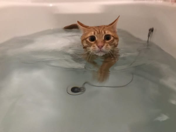 お風呂で猫かき？！風呂好き猫さんが湯船の中でスーイスイ