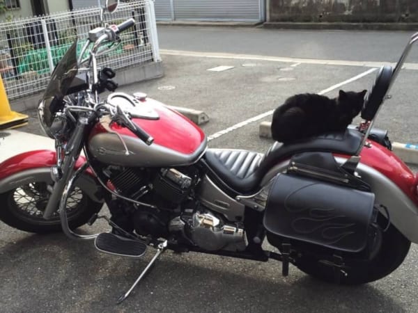 バイクの上の老猫。バイカーが平和的解決へと導いたその作戦とは？
