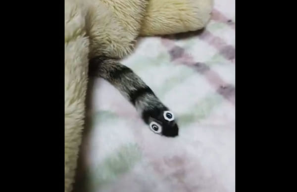 猫の尻尾がチンアナゴに大変身！目から鱗の簡単仮装