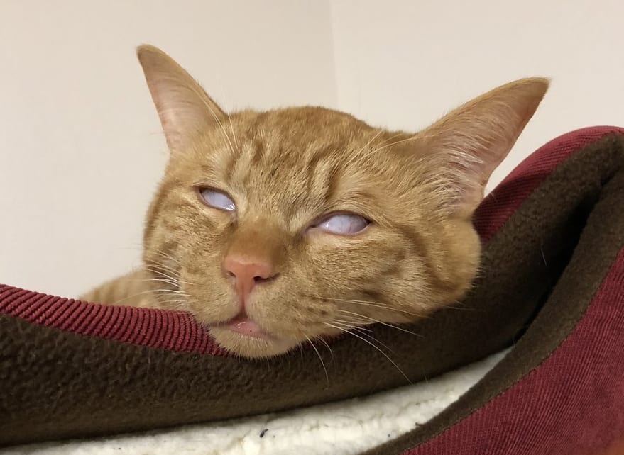 完全白目な衝撃の寝顔！猫の寝顔って……