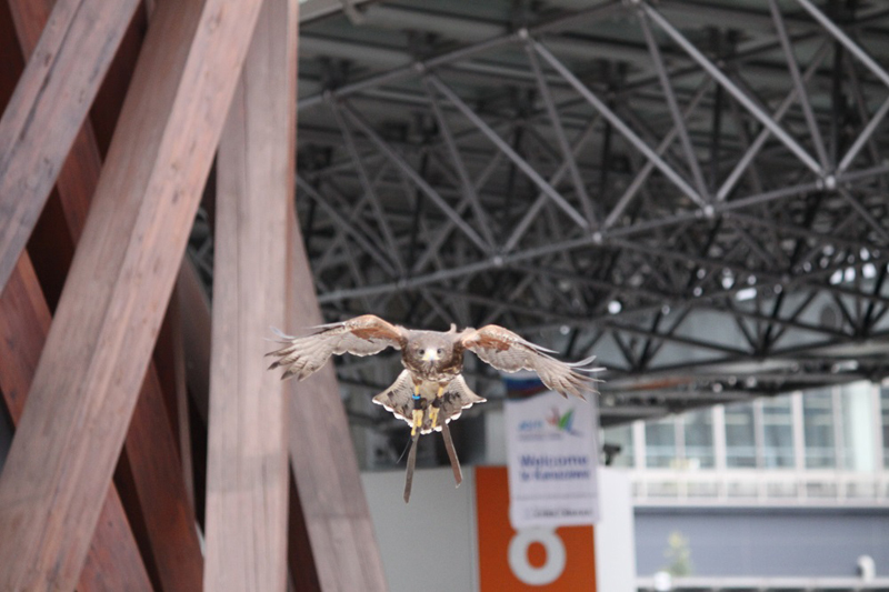 金沢駅の美しさを守る「鷹パトロール」がスゴ過ぎる！