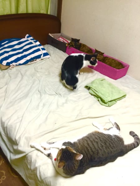 人にもベッドで休む権利を！！猫に占拠された時に有効な「区画整理事業」