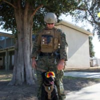 アメリカ海兵隊の軍用犬