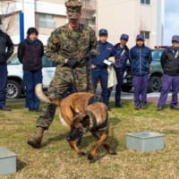 アメリカ海兵隊の軍用犬の訓練を見学する広島県警と消防のメンバー