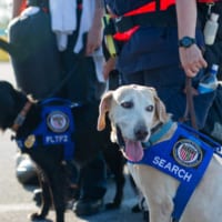南フロリダ消防の救助犬