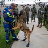 メキシコ海軍の軍用犬とハンドラー