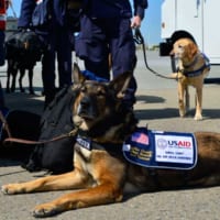 バージニア州フェアファックス郡消防の救助犬