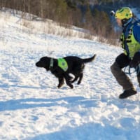 ノルウェーの雪崩救助犬