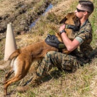 アメリカ海兵隊の警備犬