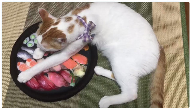リアルなお寿司クッションに猫のテンション爆上がり　食べたすぎて「ぺろ～ん」
