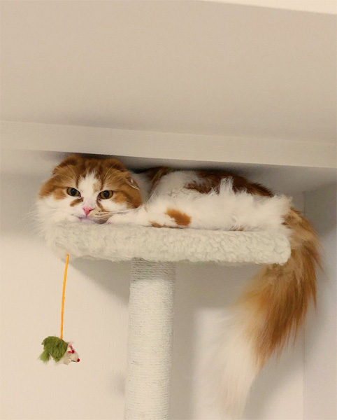 ぺっちゃんこでも入りたい！キャットタワーの最上階に「挟まれる」猫