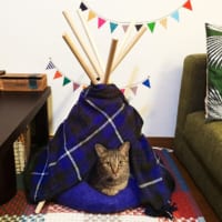 テントの中の猫さん１