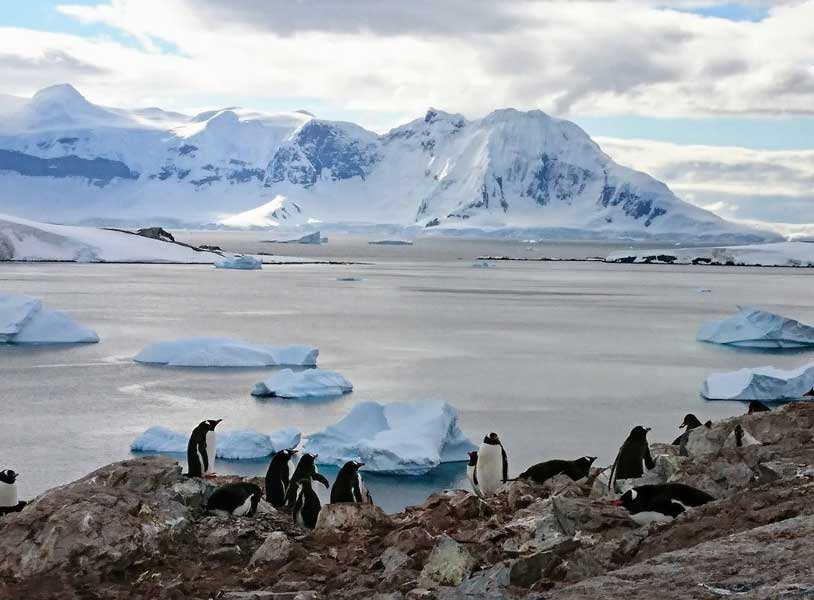 ペンギンと南極海