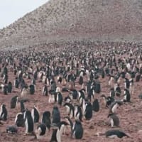 奥の山の上までびっしりとペンギン