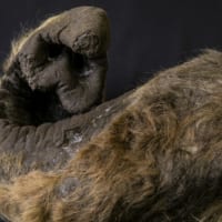 世界初公開！「ケナガマンモスの鼻」の冷凍標本