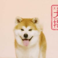 WEB動画「秋田犬が大館の魅力を指南！？“Odate Lesson by Akita Dog”【大館市公認】」