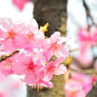 桃色の花を咲かせる桜