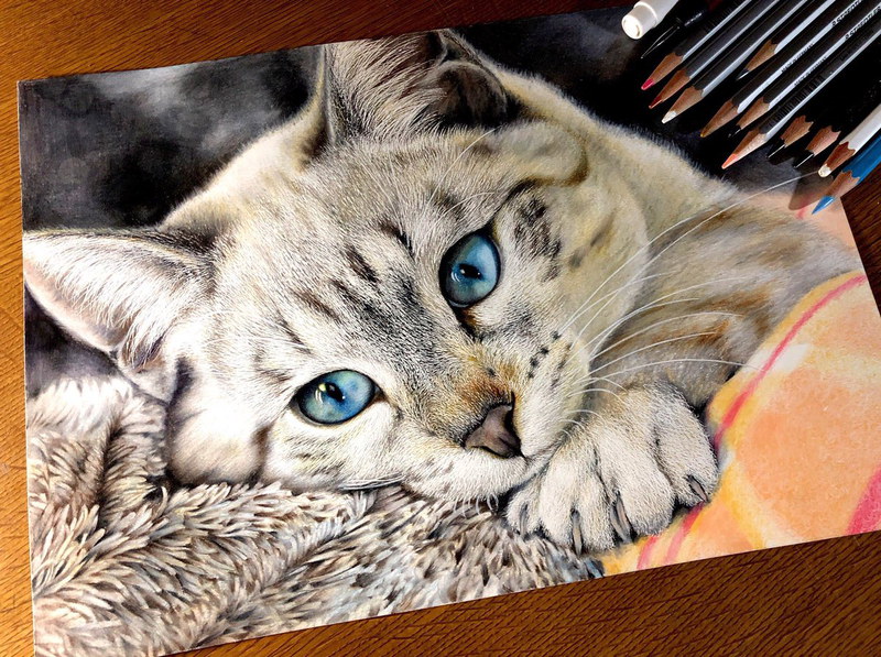 24色の色鉛筆で織りなす写真のような猫の絵　その瞳に「吸い込まれそう」