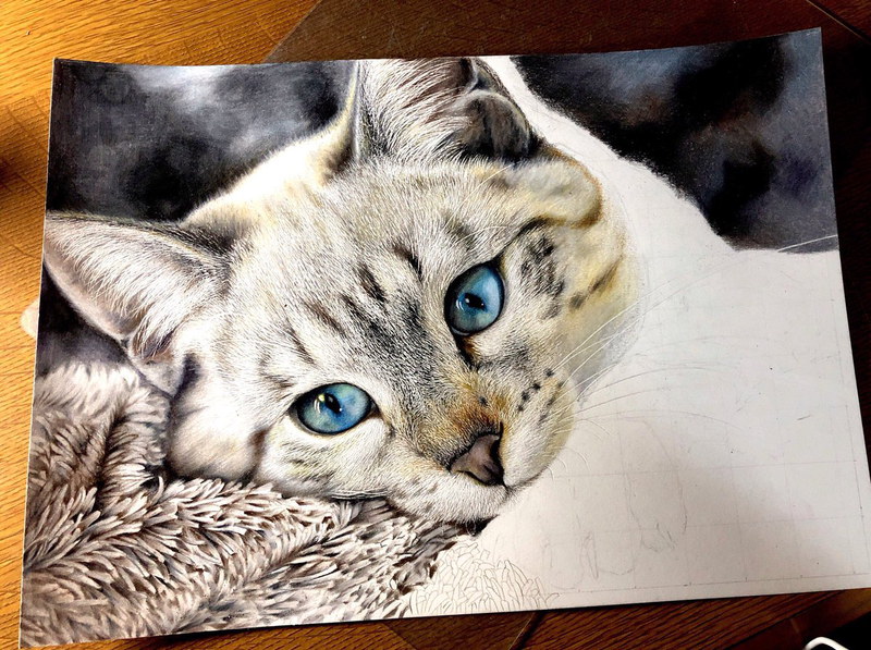 24色の色鉛筆で織りなす写真のような猫の絵 その瞳に 吸い込まれそう ガジェット通信 Getnews