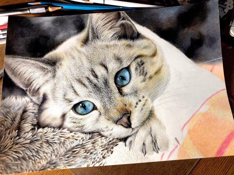 24色の色鉛筆で織りなす写真のような猫の絵 その瞳に 吸い込まれそう ガジェット通信 Getnews