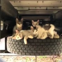 トラックの下の猫一家