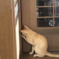 戸を開けようとする猫