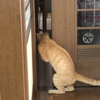 戸を開ける猫