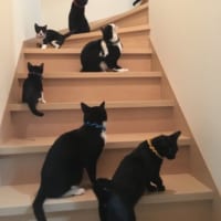 階段に猫てんこ盛り