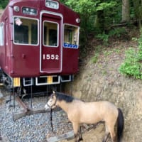電車と御神馬のツーショット