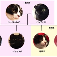 猫一家の家系図