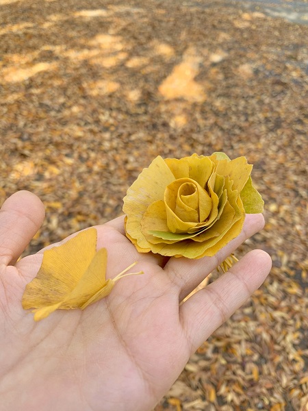 イチョウの落ち葉が黄色いバラの花に 落ち葉アートに 懐かしい の声も おたくま経済新聞
