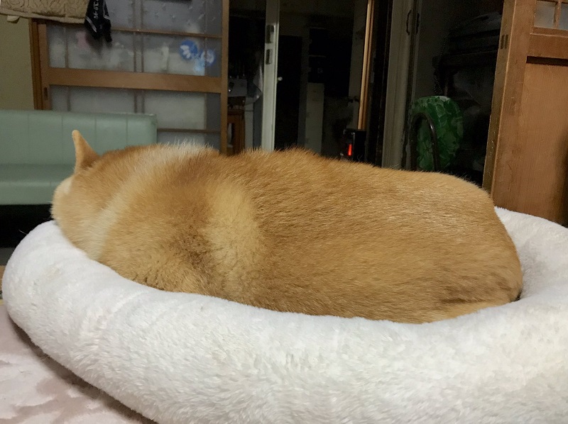 気持ち良さそうに眠る柴犬が「いなり寿司」そっくり！