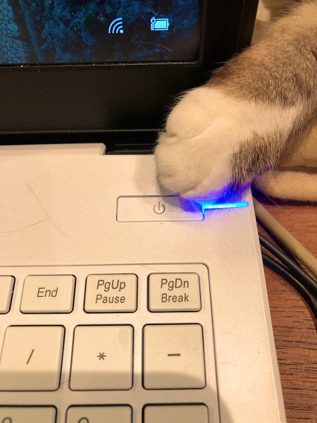 PCの電源に手を伸ばす猫の脅威　「日曜くらい休んで私と遊ぶのにゃ」