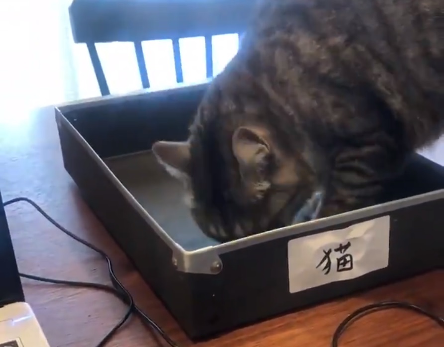 リモートワーク時の箱の活用法　これで猫も満足らしい？？