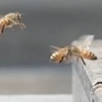 左から帰ってきたミツバチに右側のハチが……。