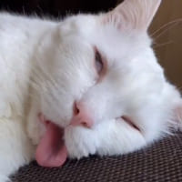 「寝顔が残念すぎる美猫」の爆睡動画が公開　スヤァ…