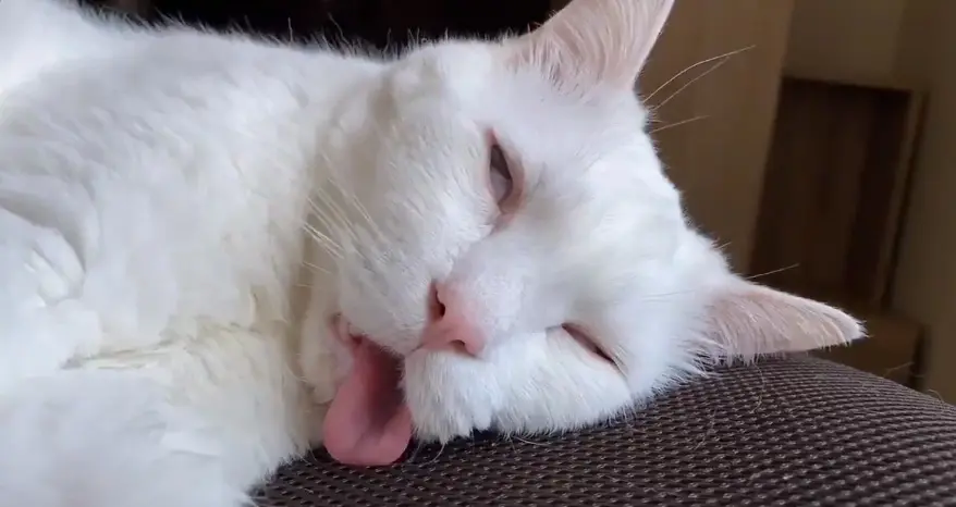 寝顔が残念すぎる美猫」の爆睡動画が公開 スヤァ…… | おたくま経済新聞
