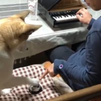 あるピアニストと保護犬の休日　トイピアノとベルのデュエット…