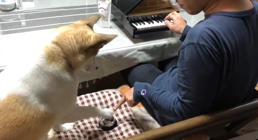 あるピアニストと保護犬の休日　トイピアノとベルのデュエットに和みまくり