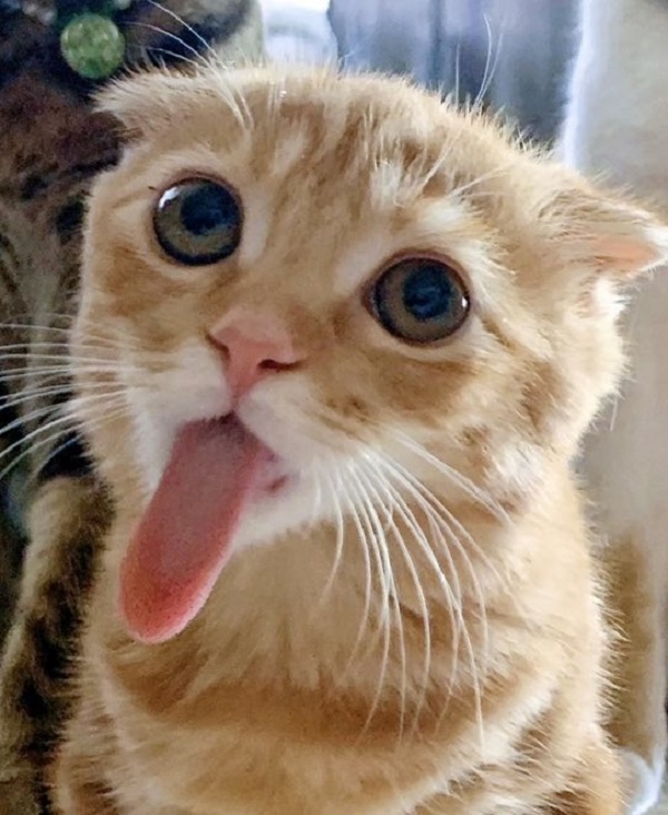 ソーセージ食べてる？舌が長～い猫を発見！