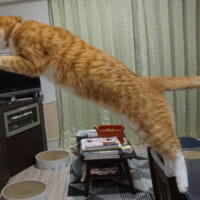 とある猫ちゃんがジャンプする決定的瞬間。あれ、これって確か……？