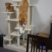 クウちゃんが「逃げ込んだ」キャットタワーを別角度で。奥にいるのは「同居猫」のカイちゃん。